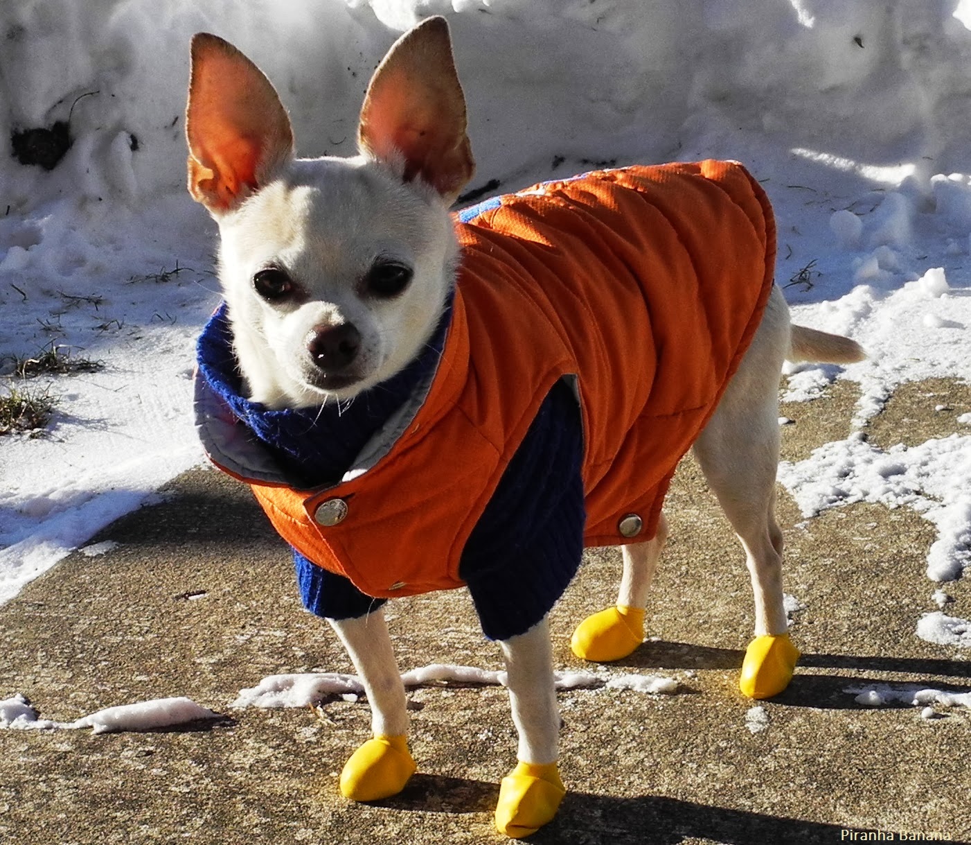 pawz dog boots small