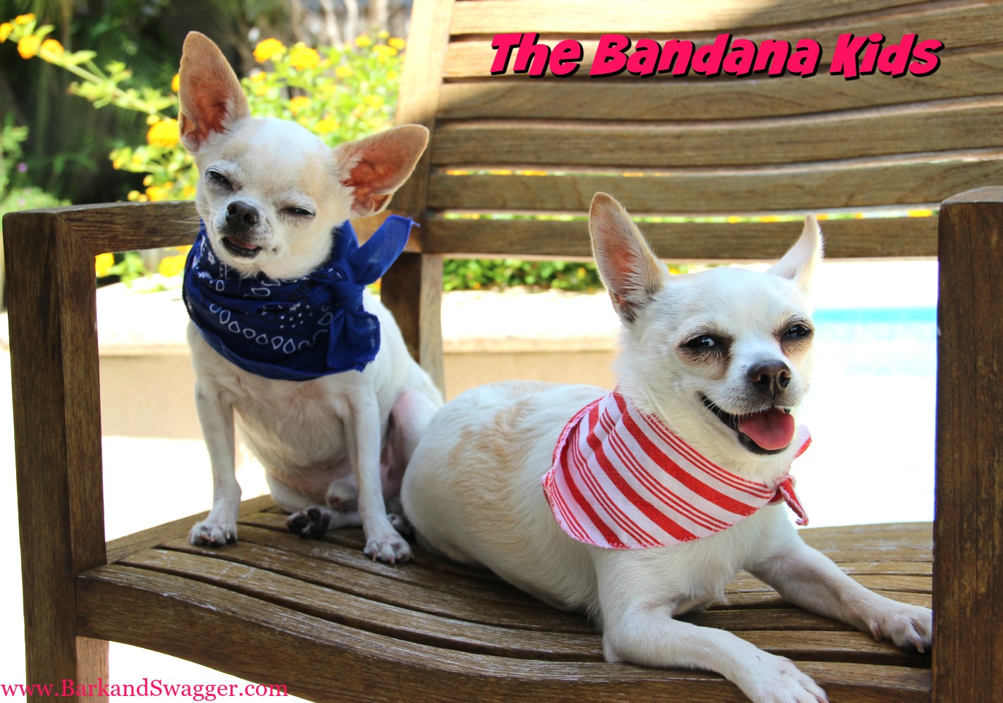 the-bandana-the-hottest-new-fashion-trend-dogs-have-known-all-along