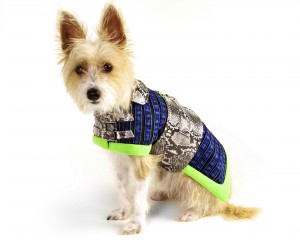 Fall Doggy Fashion