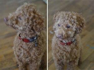 DIY dog collar, homemade dog collar, DIY holiday dog gift