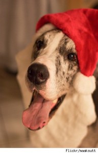 DIY dog in santa hat2