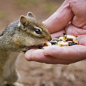Eastern Chipmunk Eating out of Man's Hand