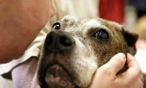 10 impt questions to ask the shelter when adopting a dog, on Bark and Swagger
