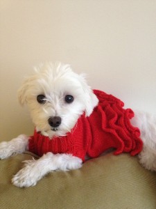 custom, hand knit dog sweaters on Bark and Swagger