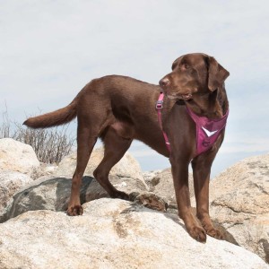 Dog Harness Reviews on Bark and Swagger