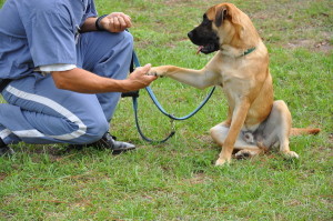 Prison dog training programs on Bark and Swagger