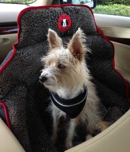 dog safety seat; the only officially crash tested one on Bark and Swagger