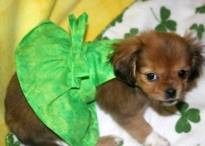St Patricks Day dog clothing on Bark and Swagger