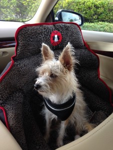 Crash tested dog safety seat on Bark and Swagger