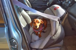 Only crash tested dog safety seat on Bark and Swagger