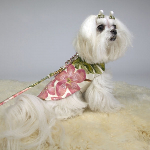Luxury dog apparel by Chien Coature on Bark and Swagger