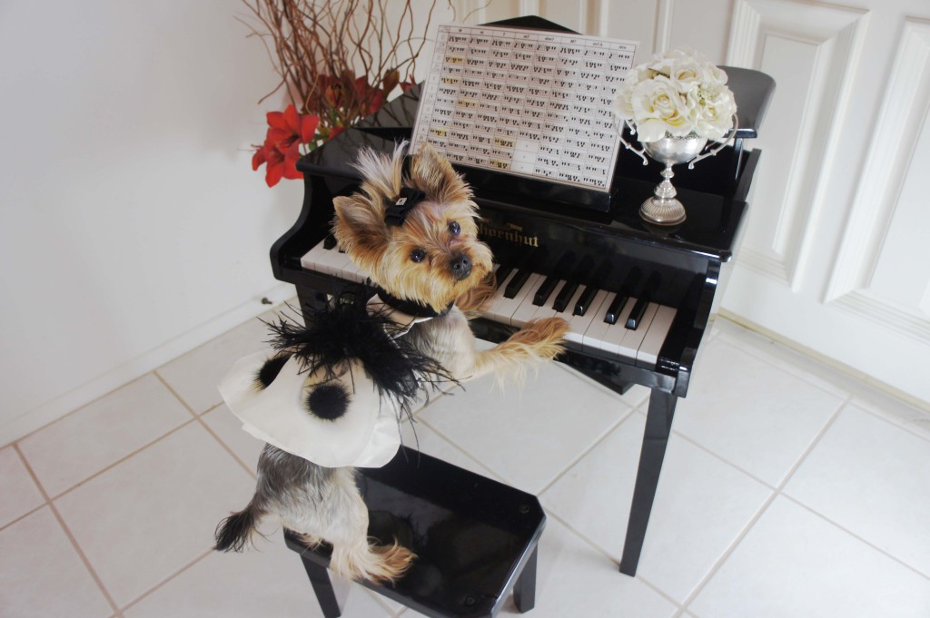 Amazing Yorkie Chloe Polka Dot playing a miniature piano on Bark and Swagger
