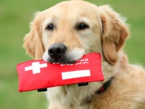 Emergency Dog Care on Bark and Swagger