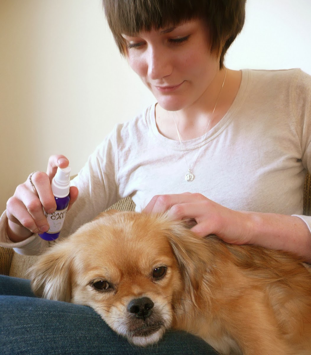 natural aromatherapy products that help dogs on Bark and Swagger