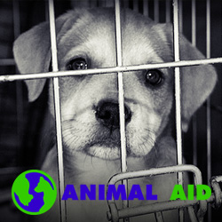 Donate to Animal AID USA to save dogs on death row.