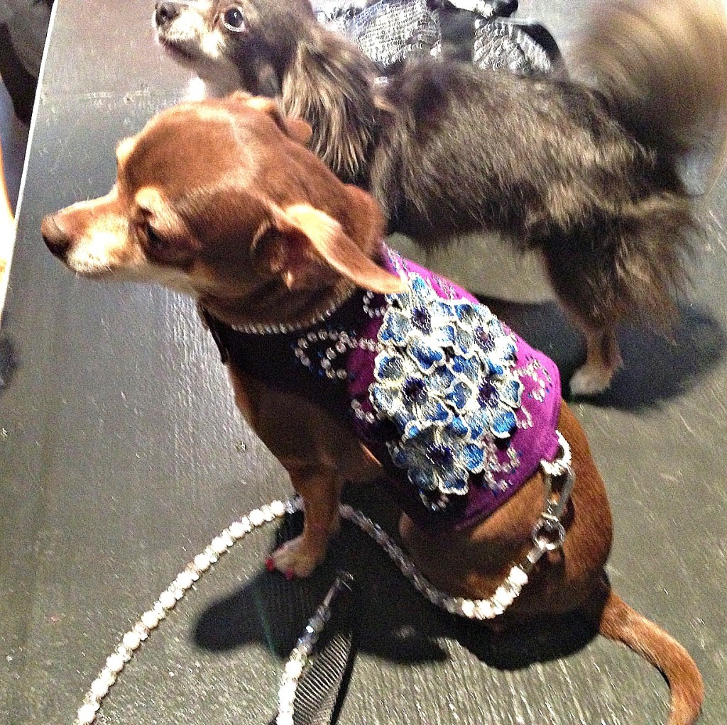 Celebrity Catwalk Dog Fashion Show on Bark and Swagger