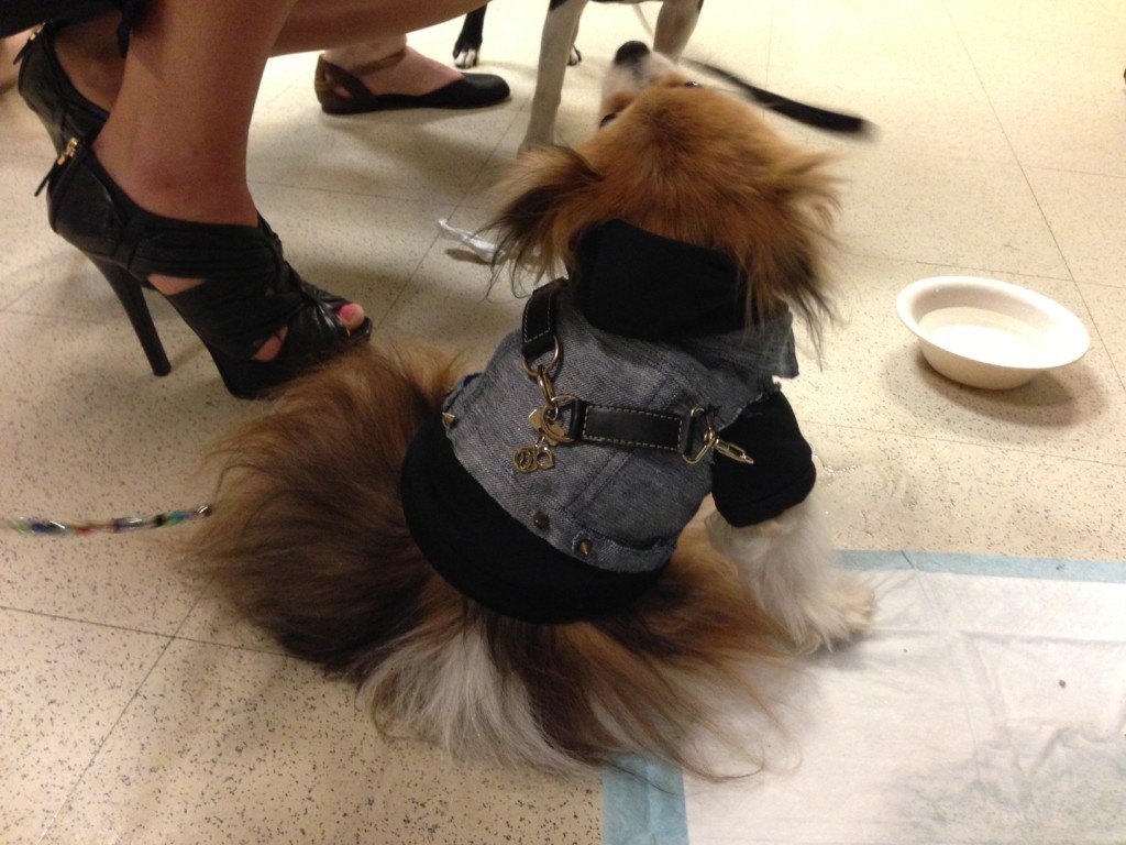 FIT Dog Fashion Show winners on Bark and Swagger