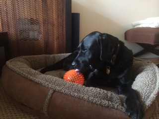 Tuff dog toys review by 80 lb Lab, Finn on Bark and Swagger