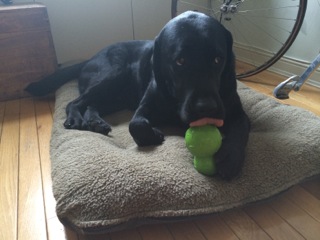 Tuff dog toys as reviewed by 80 lb Lab, Finn, on Bark and Swagger