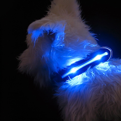 LED dog collars, harnesses and leashes on Bark and Swagger
