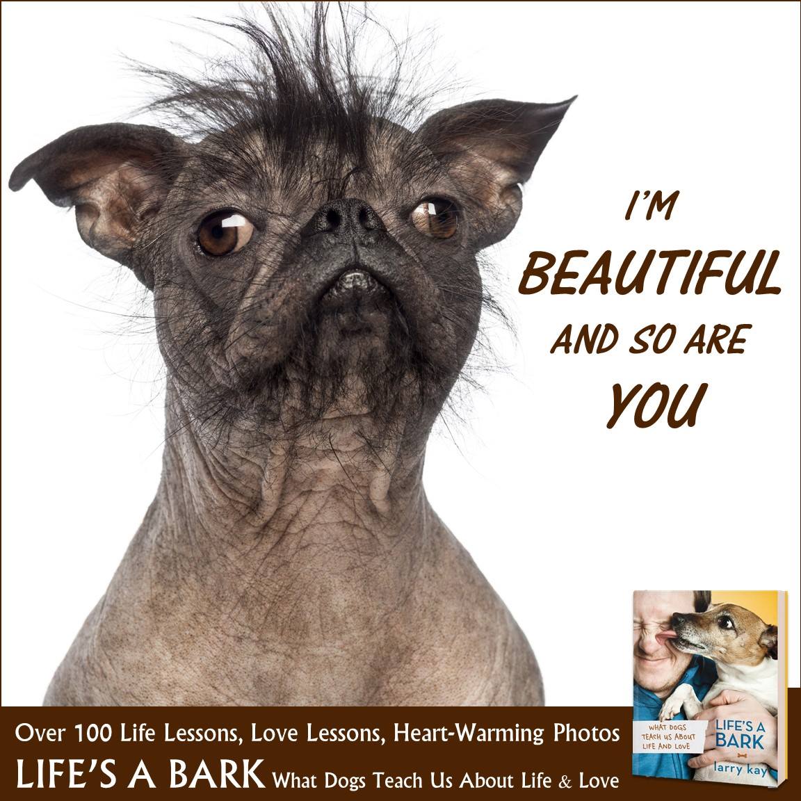 Review and giveaway of book Life's A Bark: What Dogs Teach Us About Life and Love on Bark and Swagger