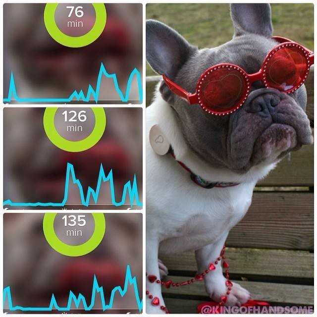 the Whistle pet activity tracker review on Bark and Swagger