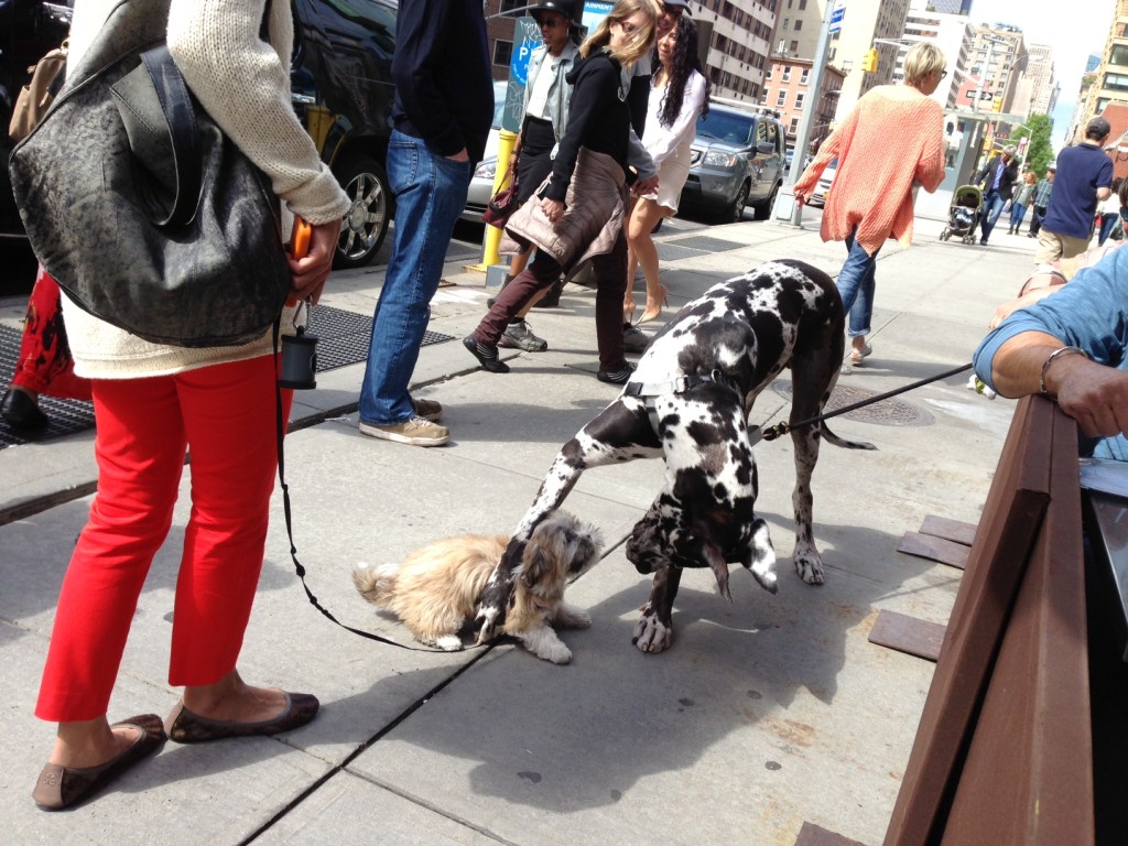 Cool things to do with your dog in NYC on BarkandSwagger.com