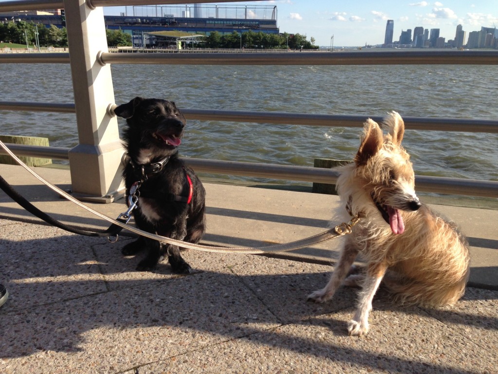 Cool things to do with your dog in NYC on BarkandSwagger.com