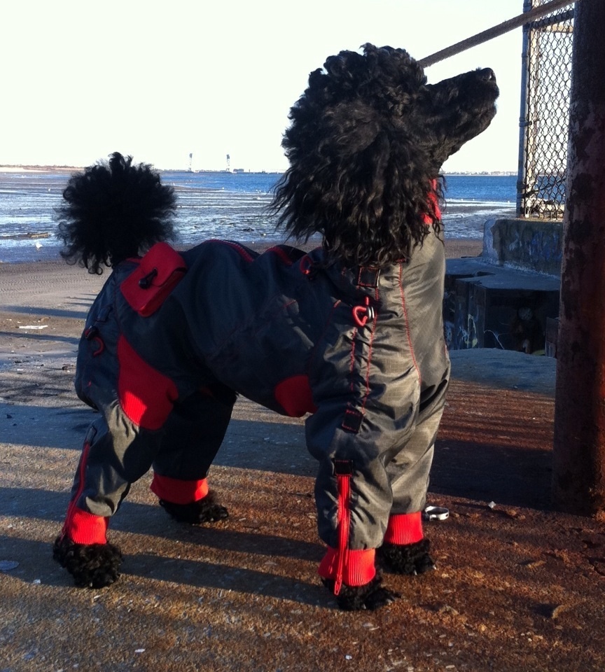 Stylish, full coverage dog coats on Bark and Swagger