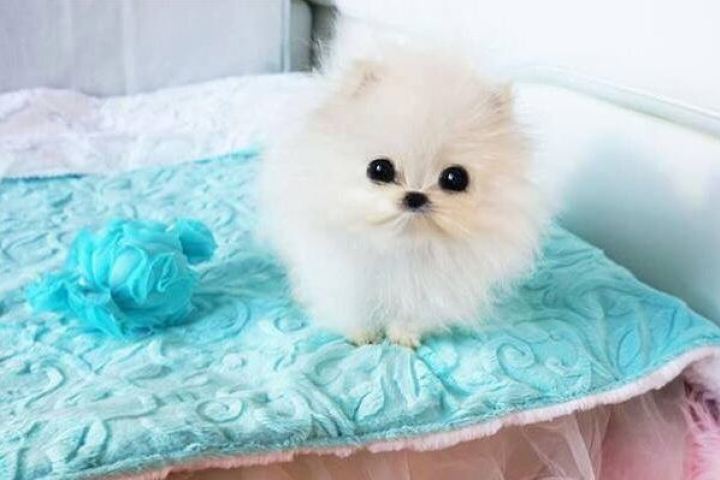Paris Hilton's new micro teacup Pomeranian pup on Yvette Ruta blanket 