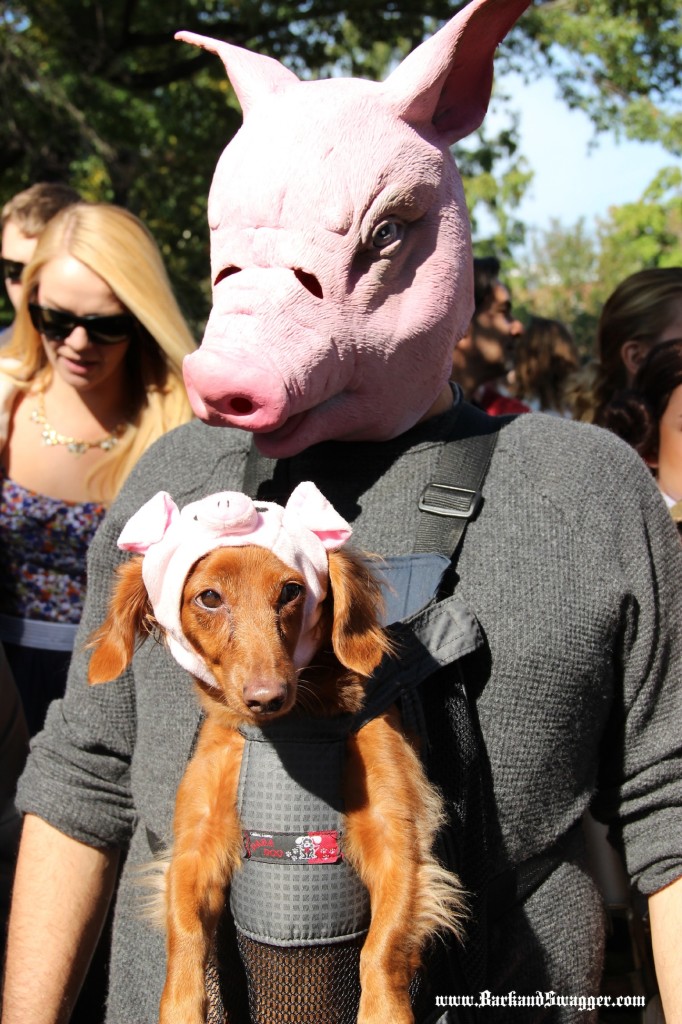 The 2014 Tompkins Square Park Dog Halloween Parade on www.BarkandSwagger.com
