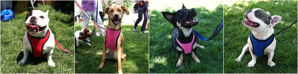 Raising money to give Search & Rescue Dogs Proper Safety Vests on BarkandSwagger.com