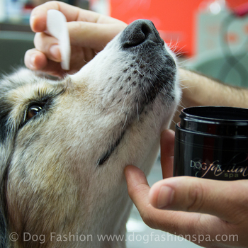 Get rid of your dogs eye gunk with the gentle dog fashion spa eye pads. Learn more on BarkandSwagger.com