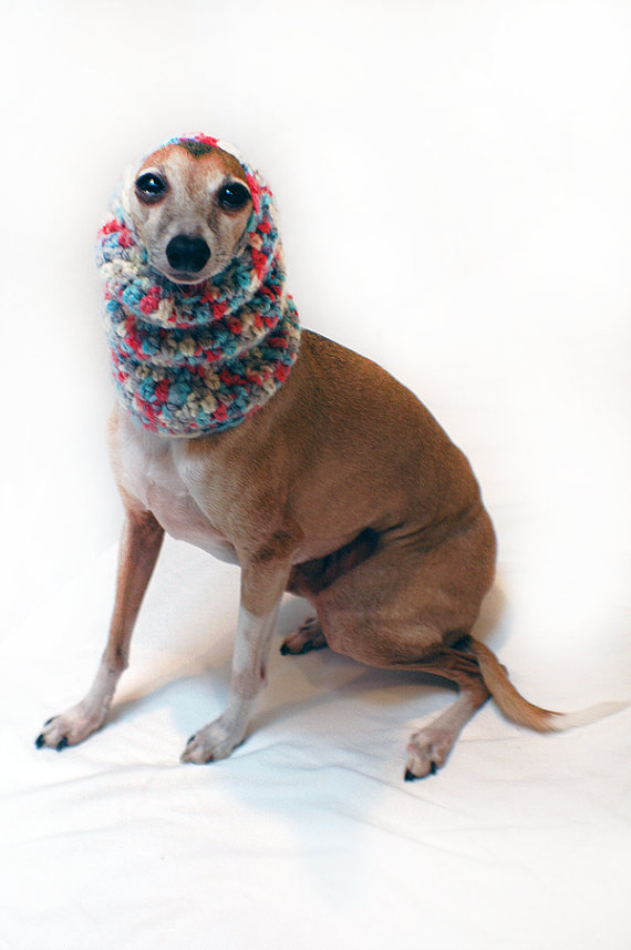 Fashion for hairless dog breeds on www.BarkandSwagger.com