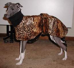 fashion for hairless and thin-haired breeds to keep warm on www.BarkandSwagger.com