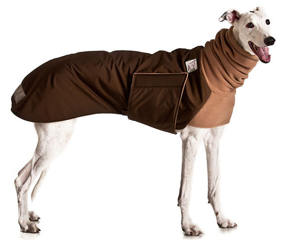 Fashion for hairless and thin-haired breeds to keep warm on www.BarkandSwagger.com