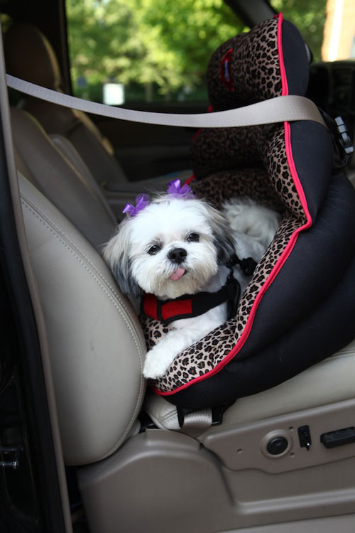 The only officially crash-tested, rear-facing car seat for small dogs. The Pupsaver .