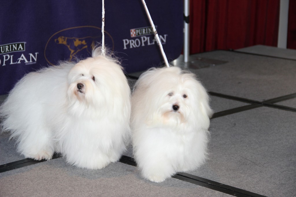 Westminster announces the new AKC breeds for 2015 on www.BarkandSwagger.com