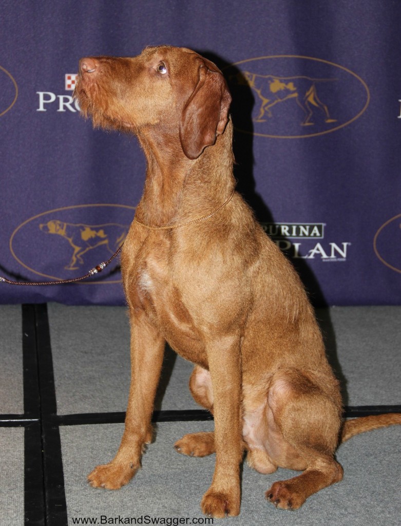 Westminster announces the new AKC breeds of 2015 on www.BarkandSwagger.com