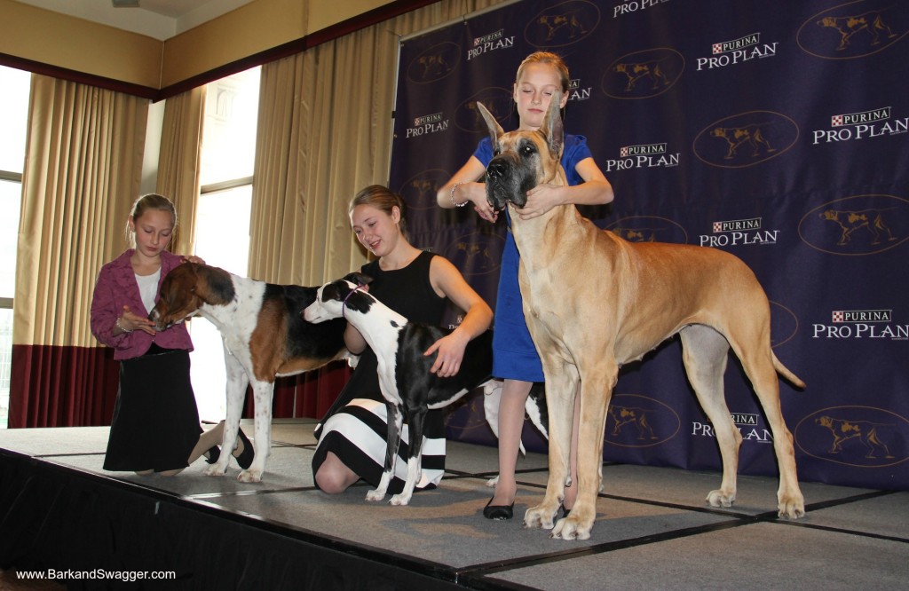 Westminster announces the new AKC breeds for 2015 on www.BarkandSwagger.com
