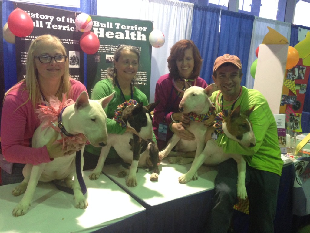 A gaggle of Bull Terriers at Meet the Breeds on www.BarkandSwagger.com