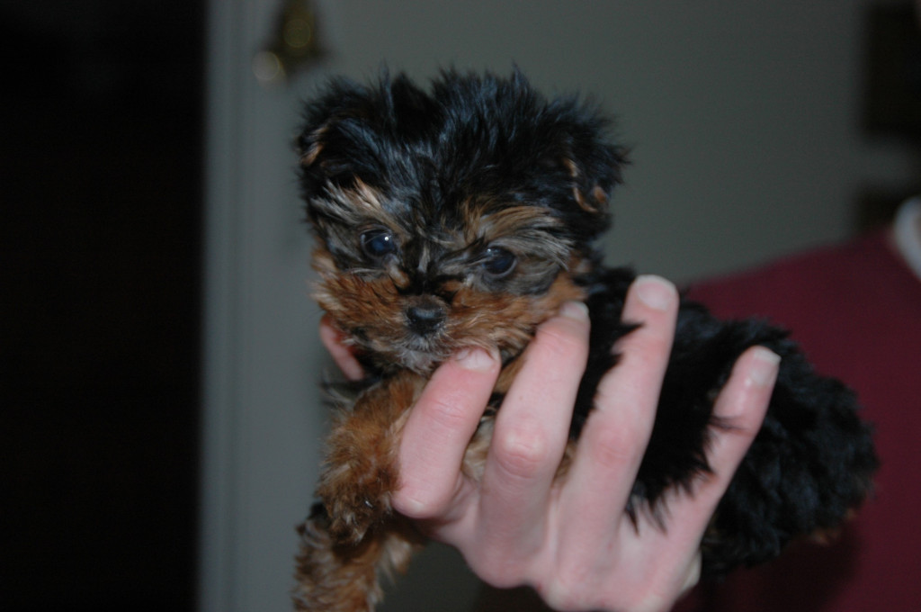 how a little dog and her story of survival stole the heart of America on www.BarkandSwagger.com