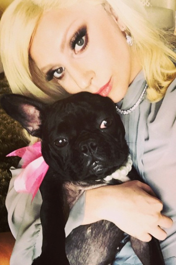 Lady Gaga's dog Asia designs dog clothing collection