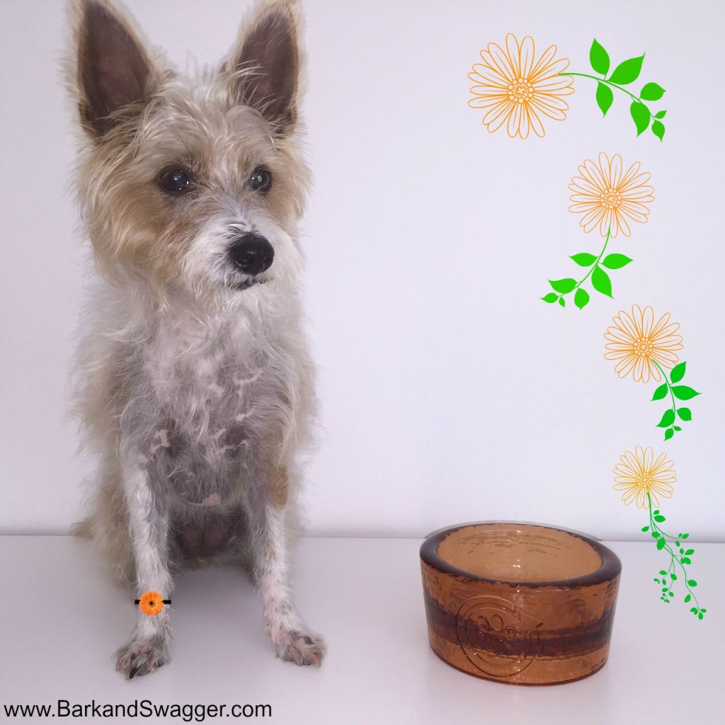Beautiful recycled glass dog bowls from PawNosh
