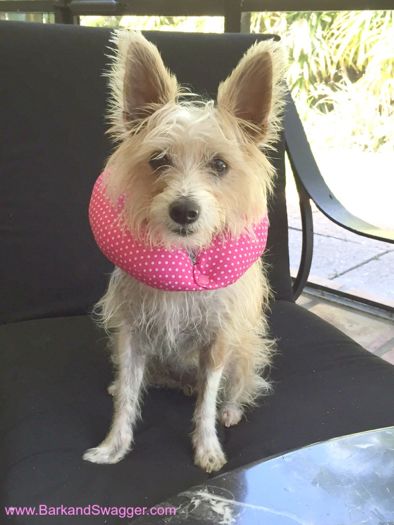 Puppy Bumpers-Sophie-1