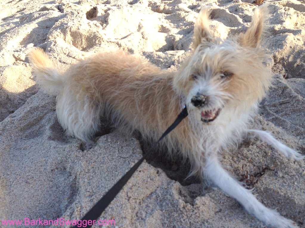 52 snapshots of life photo challenge - Sophie's first time at the beach