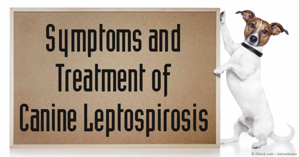 What is canine leptospirosis and what we can do