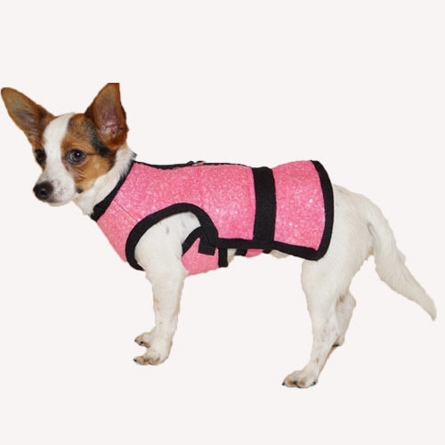 back to school fashion tips for dogs