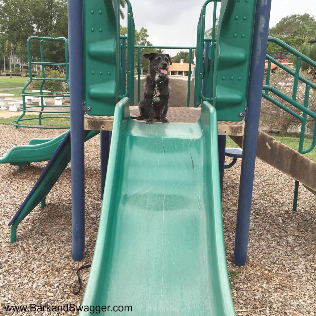 52 Snapshots of Life photo challenge is all about school, so here's Jasper on the playground slide