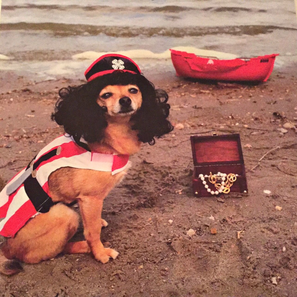 Meet Gigi, the dog fashion model & Service Dog